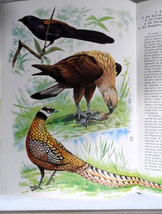 Libro. La Fauna Asiática.