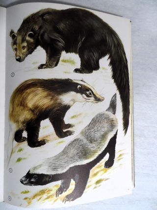 Libro. La Fauna Asiática.