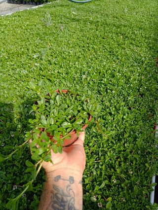 Lippia