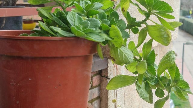 Esquejes de suculentas y crásulas