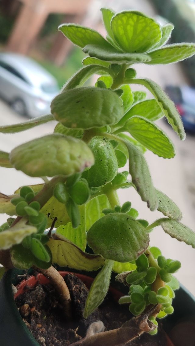 Esquejes de suculentas y crásulas