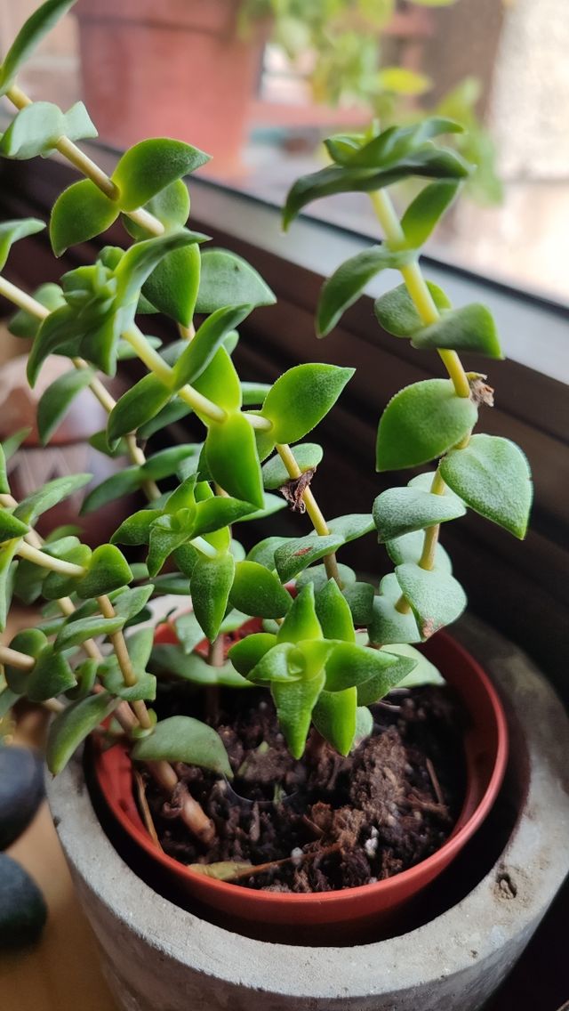 Esquejes de suculentas y crásulas