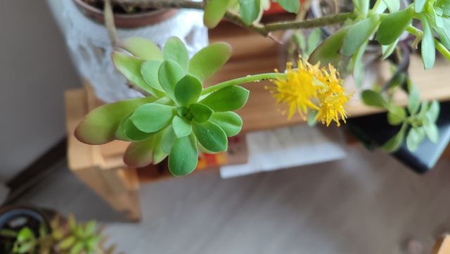 Esquejes de suculentas y crásulas