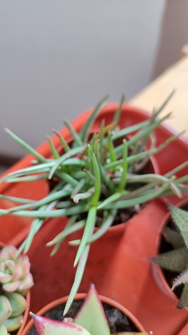 Esquejes de suculentas y crásulas