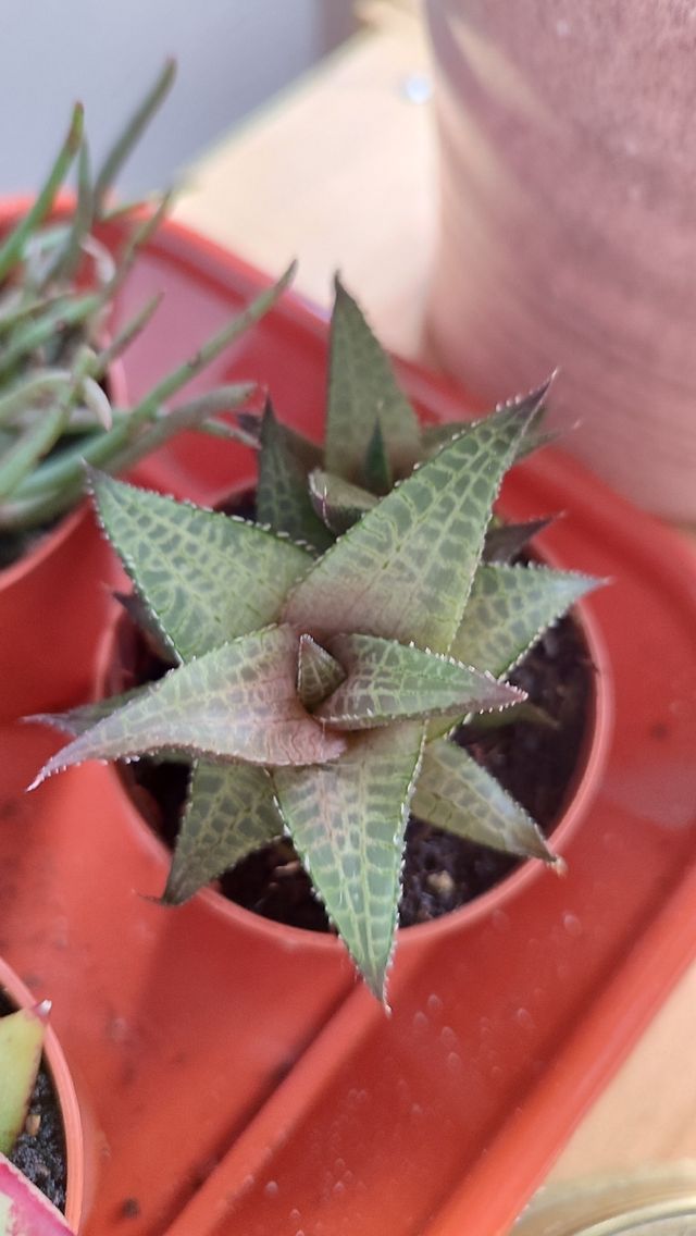 Esquejes de suculentas y crásulas