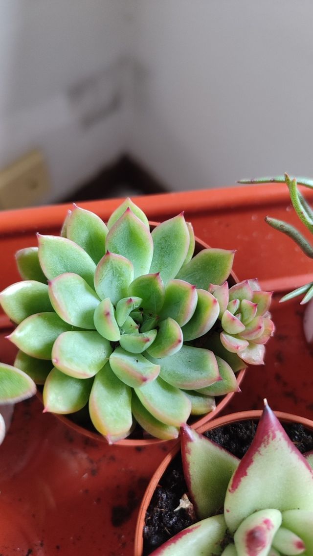 Esquejes de suculentas y crásulas