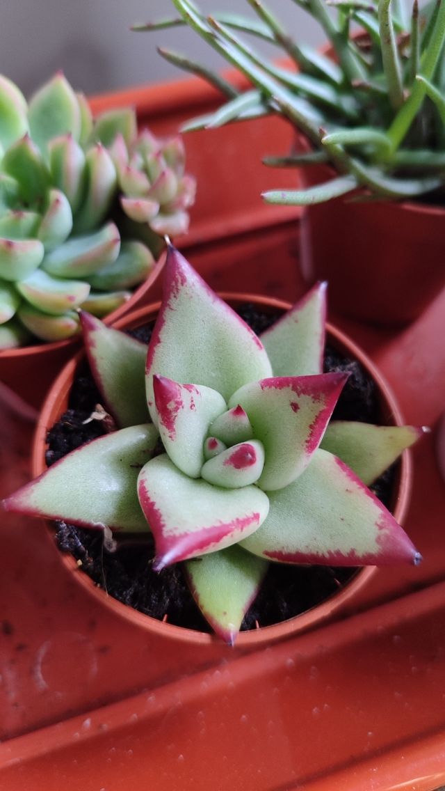 Esquejes de suculentas y crásulas