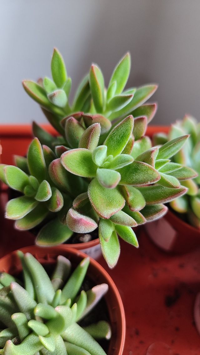 Esquejes de suculentas y crásulas