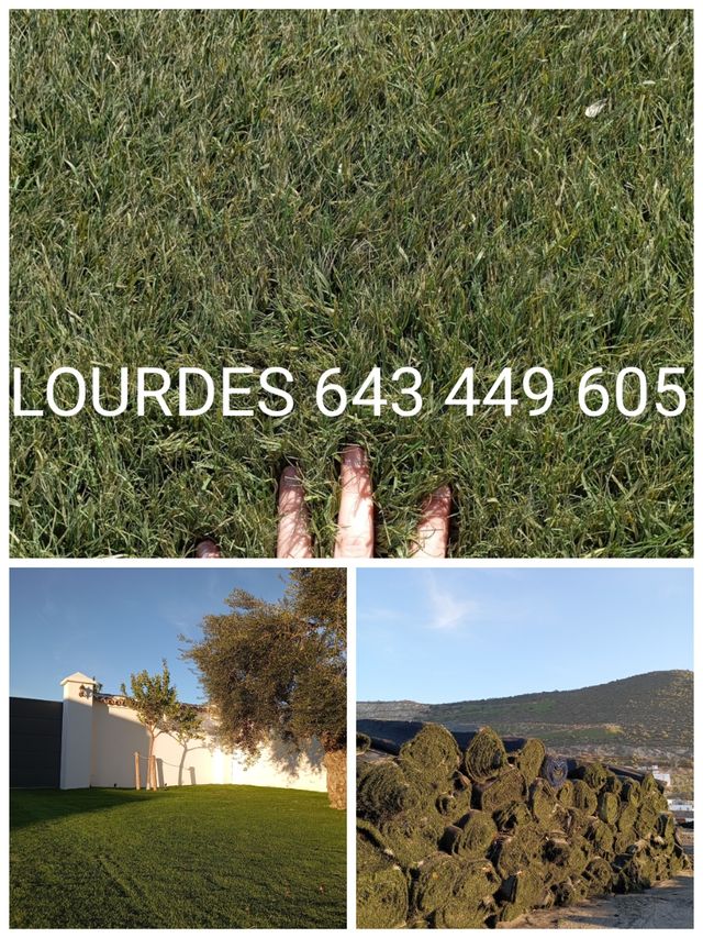 🌿Jardín eterno con césped artificial