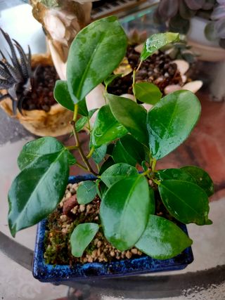 Bonsai Ficus Ginseng