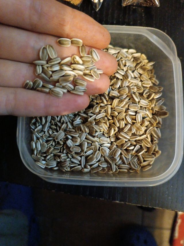 30 semi di girasole gigante