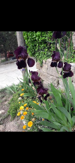 Iris germánica de colores.