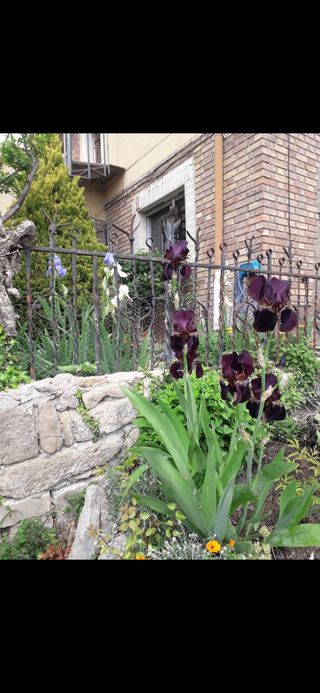 Iris germánica de colores.