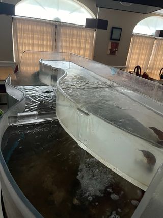 Acuario para restauranción