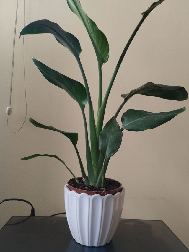 Macetero cerámica Scheurich W. Germany