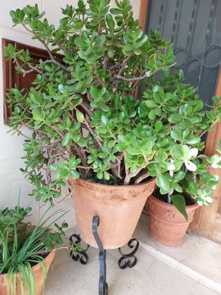 Árbol de jade