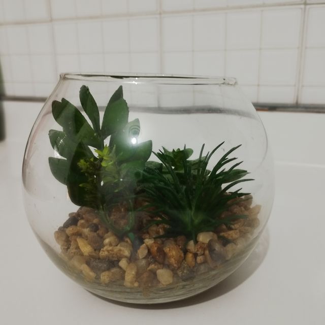 Cuenco cristal con plantas