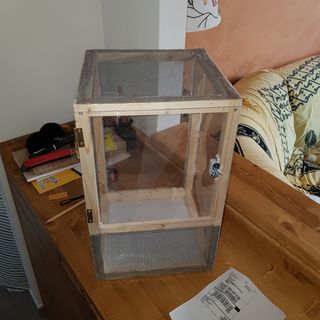 Teca terrario insetti stecco 40cm