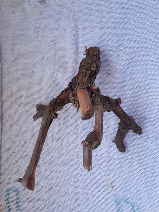 Ramas, terrarios, jardines eternos