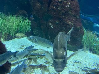 Empleo: Cocinero privado-Hotelier Gastronomo