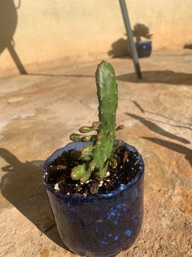 cactus