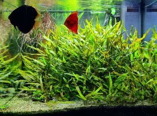 Cryptocoryne Premium Gold piante per acquario