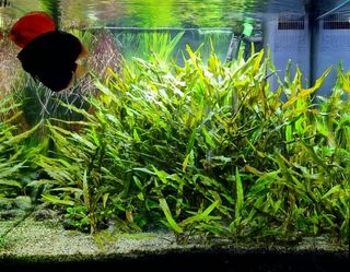 Cryptocoryne Premium Gold piante per acquario