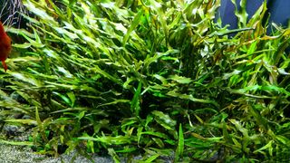 Cryptocoryne Premium Gold piante per acquario