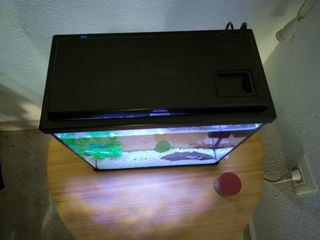 Pecera + filtro + luz