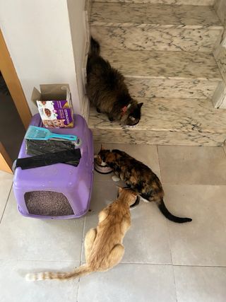 Cuidadora de mascotas: Paseos, visitas, en casa...