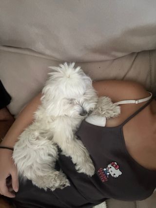 Cuidadora de mascotas: Paseos, visitas, en casa...