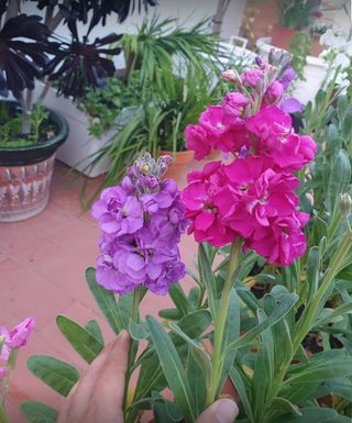 Semillas flor de alhelí rosa y morada