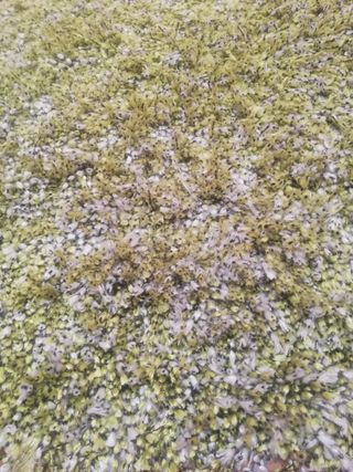 Original alfombra verde de diseño.