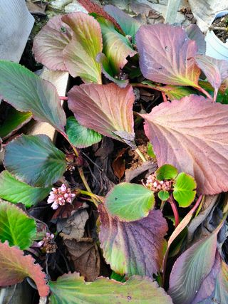 Piante di bergenia rosa a radice viva
