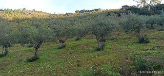 Se venden olivos en producción  y pleno redi
