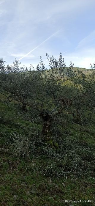 Se venden olivos en producción  y pleno redi