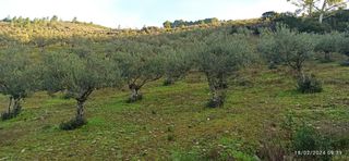 Se venden olivos en producción  y pleno redi