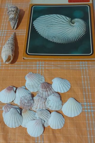Conchiglie, vetrinetta e libro