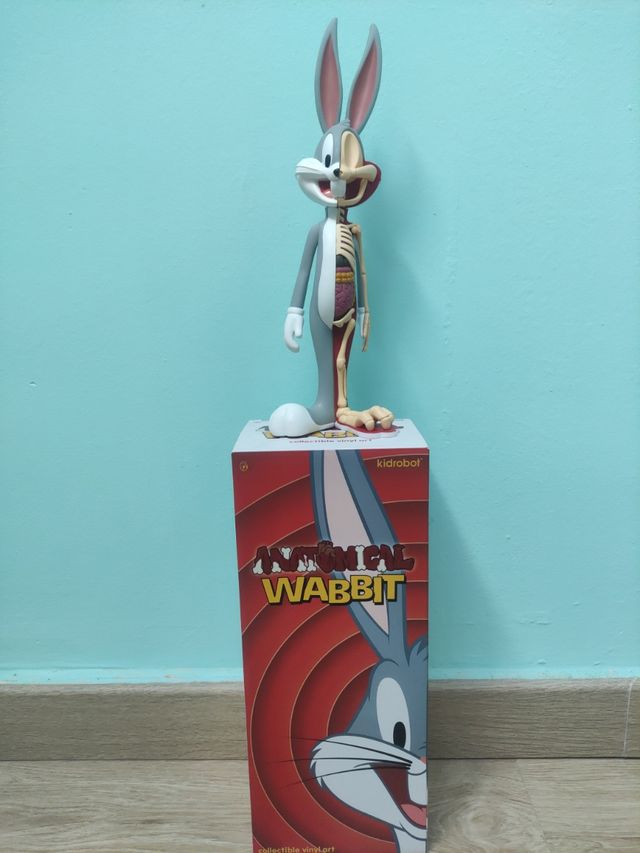 ANATOMICAL WABBIT