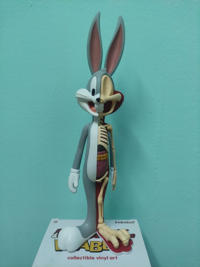 ANATOMICAL WABBIT