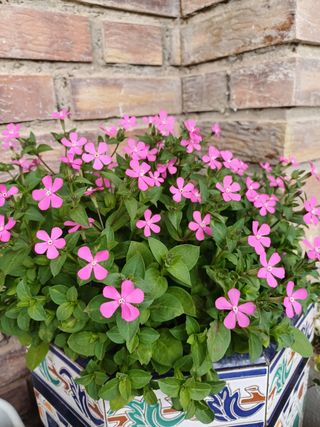 Jardineras macetero.Con flores.