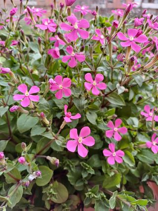 Jardineras macetero.Con flores.