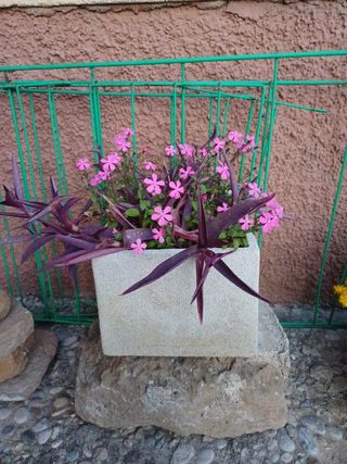 Tradescantia pallida o Purpurina