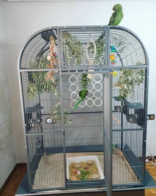 Jaula loros voladera