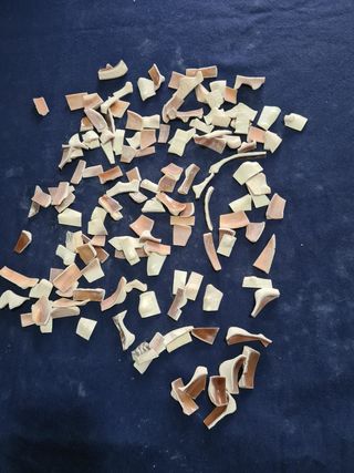 Conchiglia sardonica 