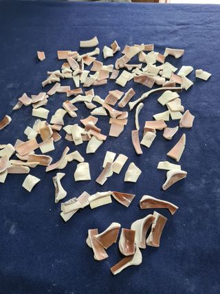 Conchiglia sardonica 
