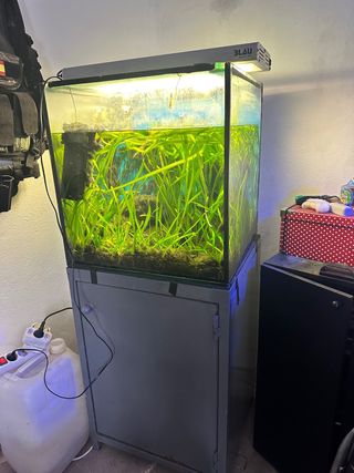 acuario