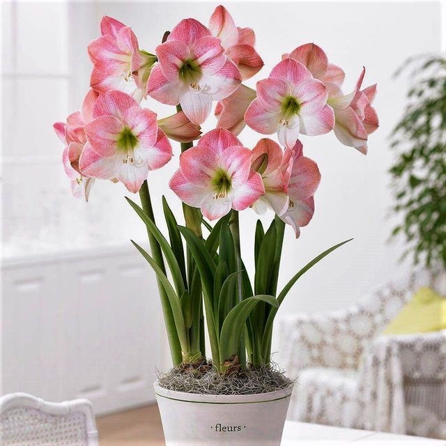 Semillas de Amaryllis apple blossum