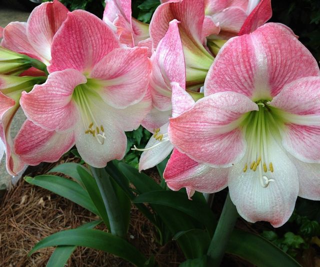 Semillas de Amaryllis apple blossum