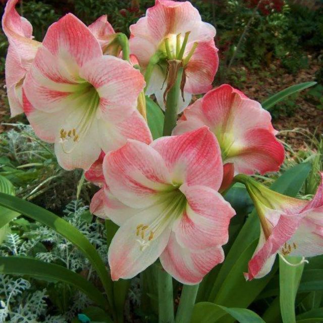 Semillas de Amaryllis apple blossum